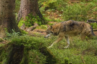 Wolf or grey gray wolf (Canis lupus)