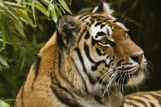 Siberian tiger (anthera tigris altaica)