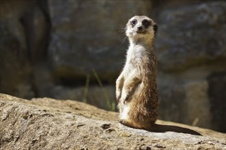 Meerkat (Suricata suricatta), meerkat