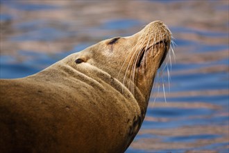 Grey seals (Halichoerus grypus) on Heligoland