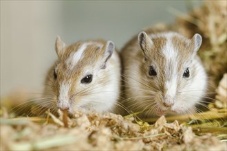 Mongolian gerbils (Meriones) in the terrarium