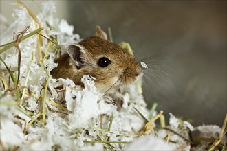 Mongolian gerbil (Meriones)