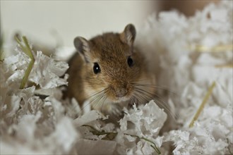 Mongolian gerbil (Meriones)