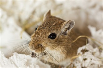 Mongolian gerbil (Meriones) in the aquarium