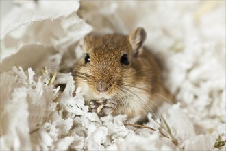 Mongolian gerbil (Meriones) in the aquarium