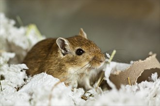 Mongolian gerbil (Meriones)