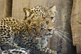 Persian leopard (Panthera pardus ciscaucasica)