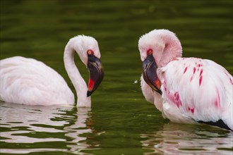 Lesser flamingo (Phoeniconaias minor)