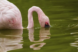 Lesser flamingo (Phoeniconaias minor)