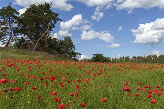 Corn poppy, Papaver rhoeas, poppy field, Halberstadt, Harz Mountains, Saxony-Anhalt, Germany,