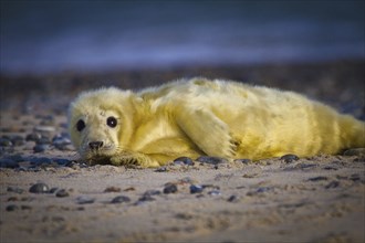 Newborn grey seals, only a few hours old