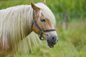 Haflinger on the pasture