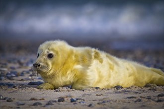 Young grey seal, 1-2 days old