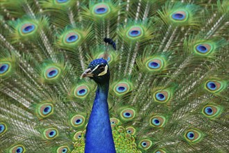 Indian peafowl (Pavo scalloped ribbonfish)