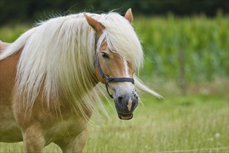 Haflinger on the pasture