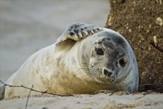 Sucked grey seal