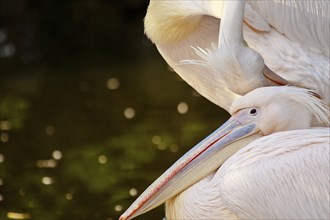 Great white pelican (Pelecanus onocrotalus)