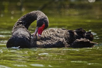 Black swan grooming its feathers