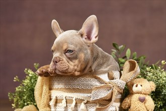 New Shade Isabella Tan French Bulldog dog puppy in box with boho style decoration in front of brown