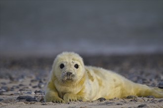 Newborn grey seal