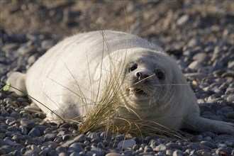 Young grey seal (Halichoerus grypus)