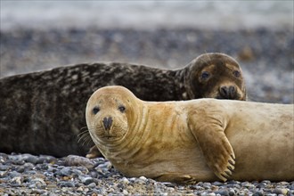 Grey seal (Halichoerus grypus)