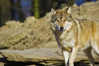 Timber wolf or American grey wolf (Canis lupus lycaon)