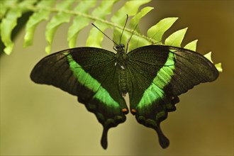 Emerald swallowtail (Papilio palinurus)