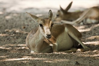 Persian goitered gazelle (Gazella subgutturosa subgutturosa)