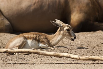 Persian goitered gazelle (Gazella subgutturosa subgutturosa)