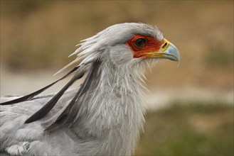 Secretary bird (Sagittarius serpentarius)