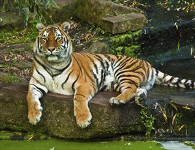 Siberian tiger (Panthera tigris altaica)