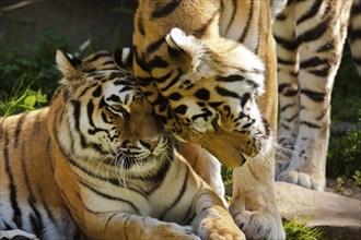 Siberian tigers (Panthera tigris altaica)