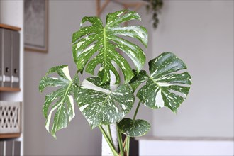Beautiful tropical 'Monstera Deliciosa Thai Constellation' houseplant with white sprinkled