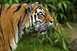 Siberian tigers, Amur tigers, the largest and strongest big cats in the world, habitat of Eastern