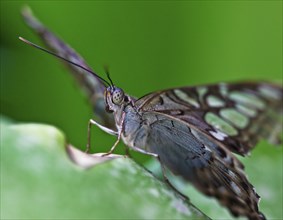 Blue Parthenos sylvia, South Asia, also called Parthenos sylvia