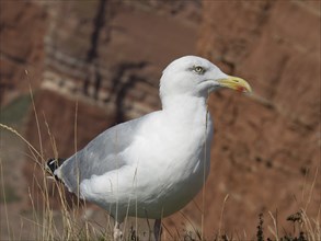 A focussed shot of a seagull standing on a rocky cliff, helgoland, germany