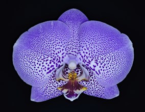 Orchid (Orchidaceae), macro photo, studio photo, Germany, Europe