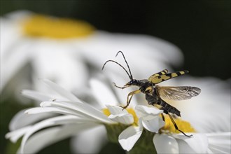 A spotted longhorn (Rutpela maculata) with open wings on a daisy, Hesse, Germany, Europe