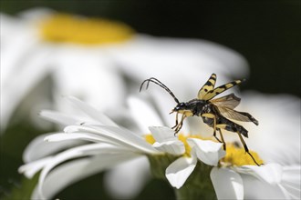 A spotted longhorn (Rutpela maculata) with open wings on a daisy, Hesse, Germany, Europe