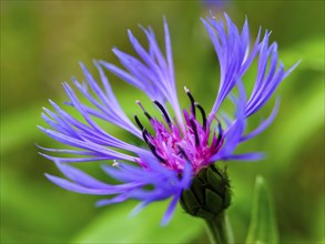 Perennial cornflower (Centaurea montana), Archenkanzel, Berchtesgaden National Park, Schonau am