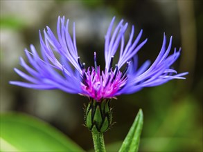 Perennial cornflower (Centaurea montana), Archenkanzel, Berchtesgaden National Park, Schonau am