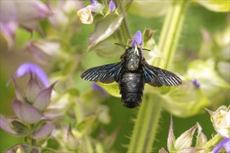 Violet carpenter bee (Xylocopa violacea) collecting nectar on clary (Salvia sclarea) flowers,