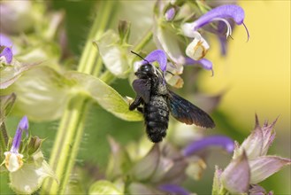 Violet carpenter bee (Xylocopa violacea) collecting nectar on clary (Salvia sclarea) flowers,