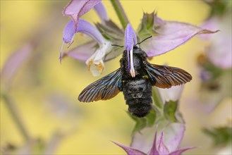 Macro photograph of a large wood bee (Xylocopa violacea) with iridescent wings on a clary (Salvia