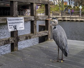Grey heron, grey heron, ardena cinerea, Berlin, Germany, Europe