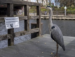 Grey heron, grey heron, ardena cinerea, Berlin, Germany, Europe