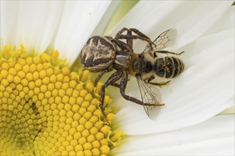 A brown crab spider or bush crab spider (Xysticus scalloped ribbonfish) with a captured bee on a