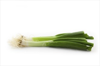 A bunch of spring onions in front of a white background, bonded spring onion in front of white