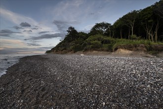 Steep coast, ghost forest, Nienhagen, Mecklenburg-Western Pomerania, Germany, Europe